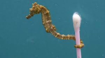 Photo: Seahorse and cotton bud